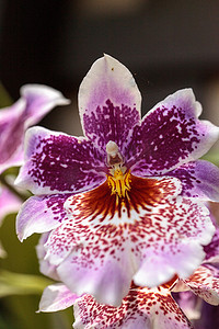 斑点花摄影照片_粉红色和紫色，斑点 Zygopetalum 兰花