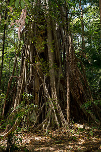 巨大的树根支撑着 Tangkoko 公园