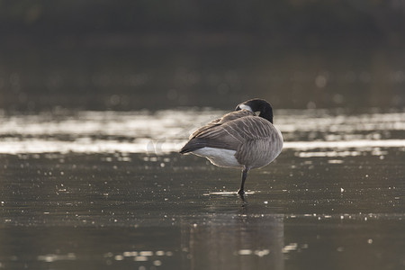 加拿大鹅单腿站立在水中