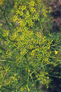 食品厂摄影照片_Fennel, Sweet fennel, 佛罗伦萨茴香, Fennel, Foeniculum vul