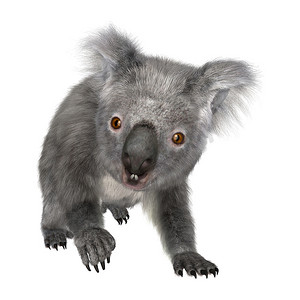 澳大利亚考拉熊
