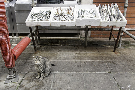 储存猫鱼
