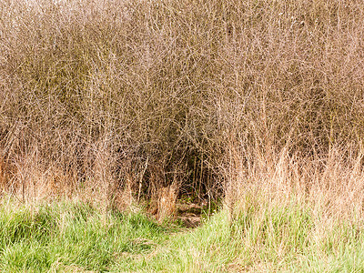 植物枝条和灌木中的兔子洞，底部有草