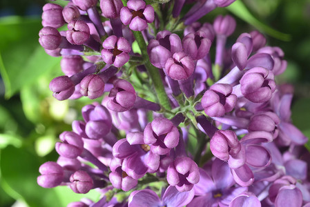 花蕾摄影照片_丁香花蕾