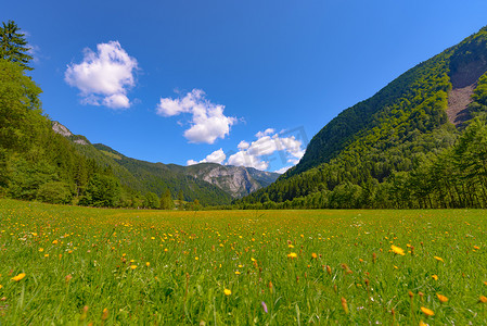 天空鲜花摄影照片_开满鲜花的山景