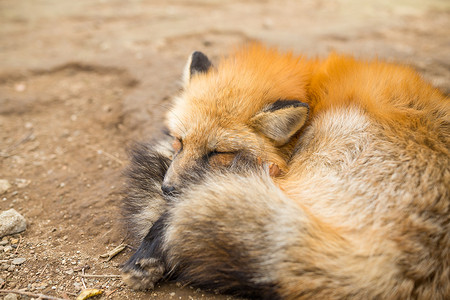 uc狐狸摄影照片_红狐狸睡觉