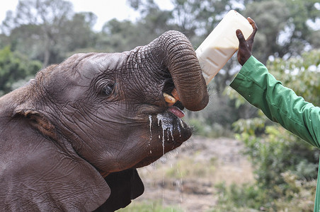 用一瓶牛奶亲手喂养小象