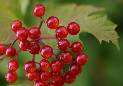 英国树篱中的 Guelder Rose (Viburnum Opulus) 浆果