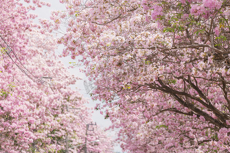 凤凰花摄影照片_盛开的 Tabebuia rosea