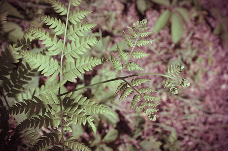 树蕨摄影照片_塔斯马尼亚树蕨 Dicksonia antarctica 上叶子的特写