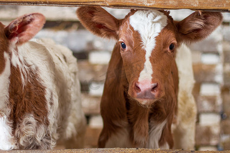红色小牛犊站在农场的摊位上