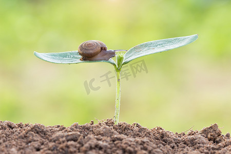 牵着蜗牛摄影照片_早上在种子幼苗上关闭蜗牛