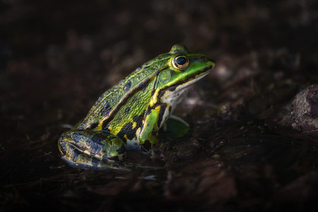 坐在沼泽地等待的一只绿色青蛙