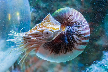 鹦鹉螺头足类动物的罕见热带海洋生物肖像是一种活壳化石水下海洋动物