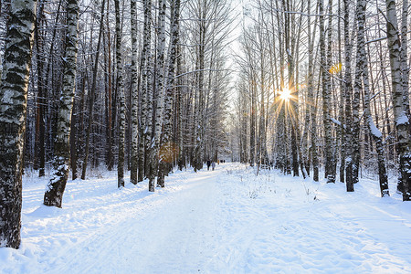 森林、树林、树木、雪天的冬季路径