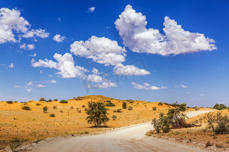 南非 Kgalagadi 跨境公园的沙漠红色沙丘野生动物园路