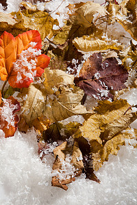 秋天的落叶摄影照片_秋天的落叶和雪