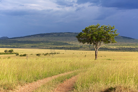 肯尼亚马赛马拉国家公园的风景