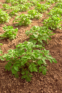 植物马铃薯摄影照片_马铃薯田，生长在自产有机菜园中的植物