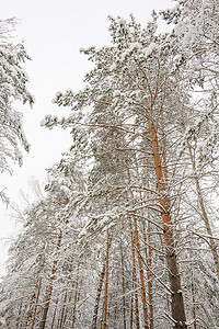 冬季森林，树林，雪中的树木，雪中的树枝