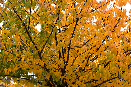 秋天公园里黄叶树顶