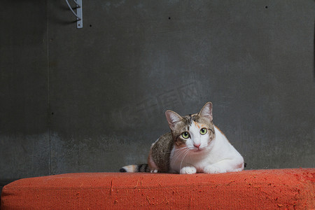 垃圾奔雷摄影照片_猫坐在克雷背景的划痕橙色布艺沙发上