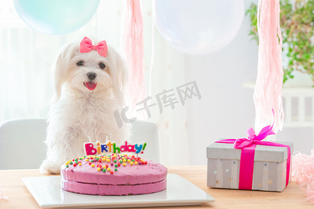 带蝴蝶结和生日蛋糕的可爱狗
