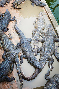 为谁培养人摄影照片_柬埔寨的大鳄鱼