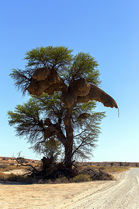 树上的非洲蒙面织布工大巢