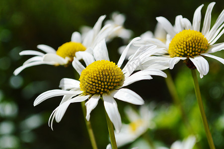 野百合摄影照片_牛眼菊 (Leucanthemum vulgare)