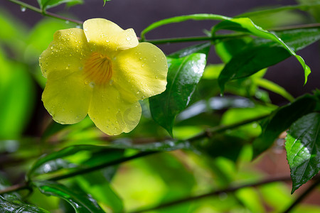 马达加斯加的一朵黄色本地花，有小雨滴