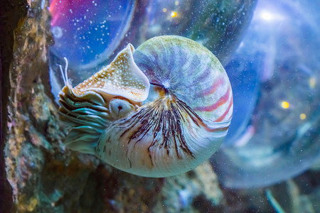 美丽的鹦鹉螺乌贼动物海洋生物肖像罕见的异国活壳化石