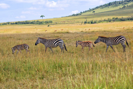 肯尼亚马赛马拉国家公园的斑马