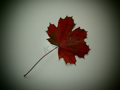 白色背景下的血红色叶子