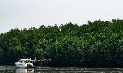 绿色的红树林和白色的小船在海边，天空清澈。