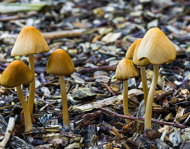 一些木屑天然森林秋季背景中生长着一束白色的蘑菇，上面有钟形的帽子