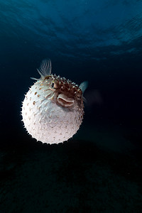 Yellowspotted burrfish 使用它的防御系统。