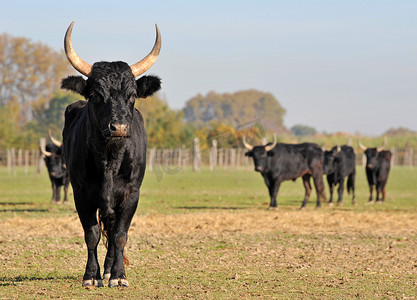 卡马格公牛