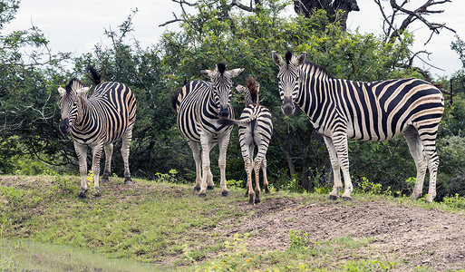 一群斑马在南非的野外
