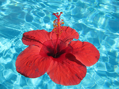 花漂浮摄影照片_一朵大红花漂浮在蓝光池中的特写图像