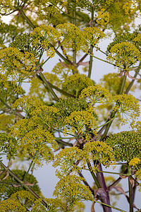 大茴香野花