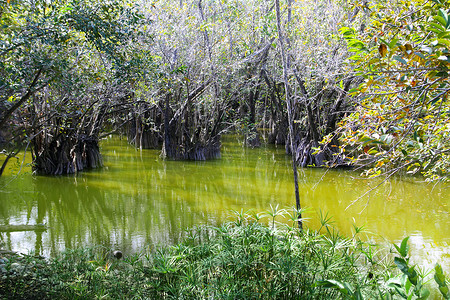 墨西哥玛雅里维埃拉丛林中的 aguada cenote