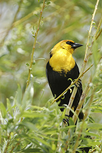 雄性黄头黑鸫 (Xanthocephalus xanthocephalus)