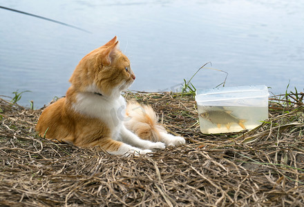鱼缸钓鱼摄影照片_在捕鱼时间抓到鱼的姜猫。