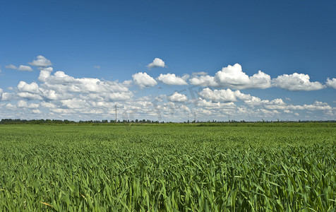 绿色庄稼和蓝天背景的领域