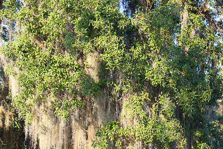 西班牙苔藓 (Tillandsia usneoides)