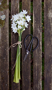 麻线摄影照片_用麻线绑的水仙花，旁边是剪刀