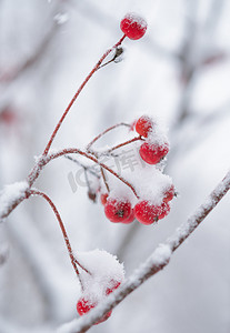 覆盖着新鲜雪的红色罗文浆果