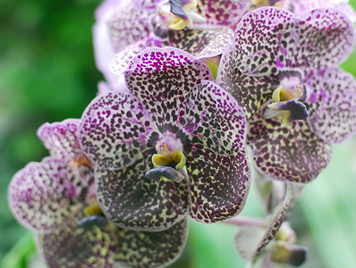 万代紫白色兰花