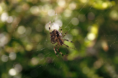 蛛网中的蜘蛛